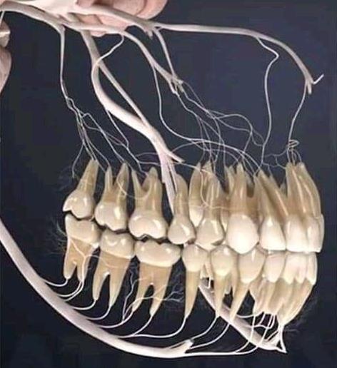 Nervos dos maxilares